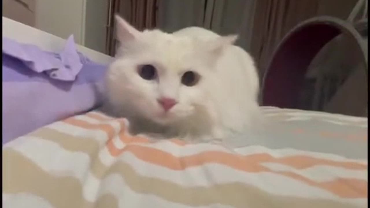 cat rocket