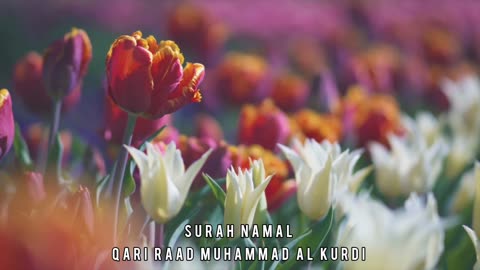 Surah Namal | Qari Raad Muhammad Al Kurdi | Natural Visualisation