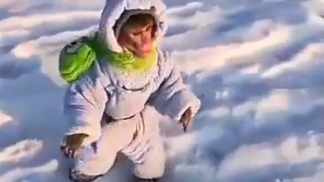 A monkey in Russia in winter.