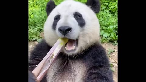 panda eating 🤩🐼 A.SM.R 😁