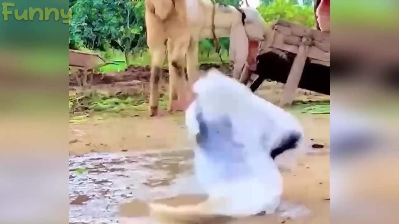 best funniest animal videos 2023 😂 funny cats and dogs 😹🐶