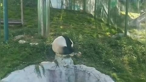 Playful Panda!