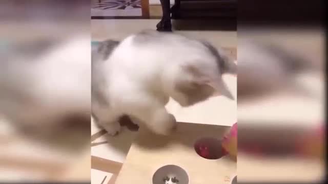 Look, a lovely cat is under the table.