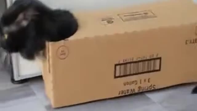 A little laughter from the life of cats
