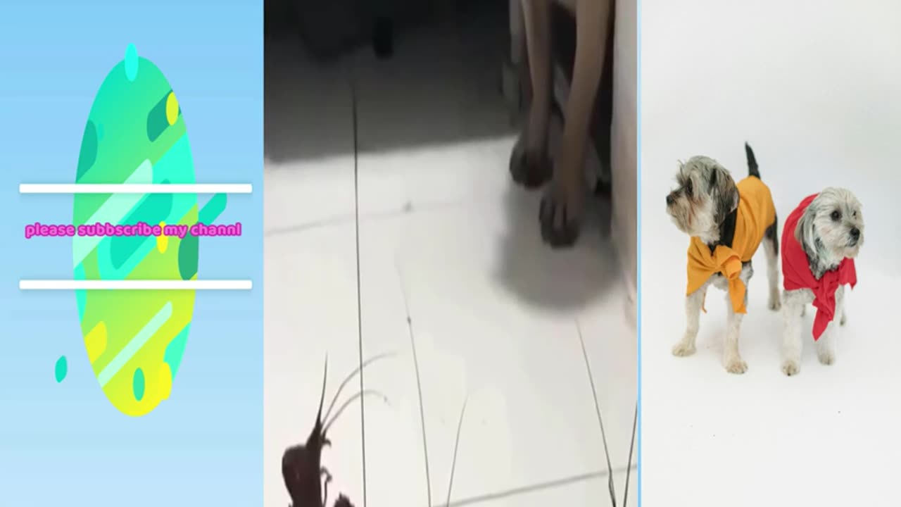 Cute 2024 baby animals just the cutest funniest viral clip