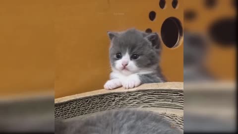 Funny Cats and Kittens Meowing Compilation.mp4