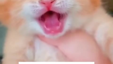 Beautiful cat amazing video