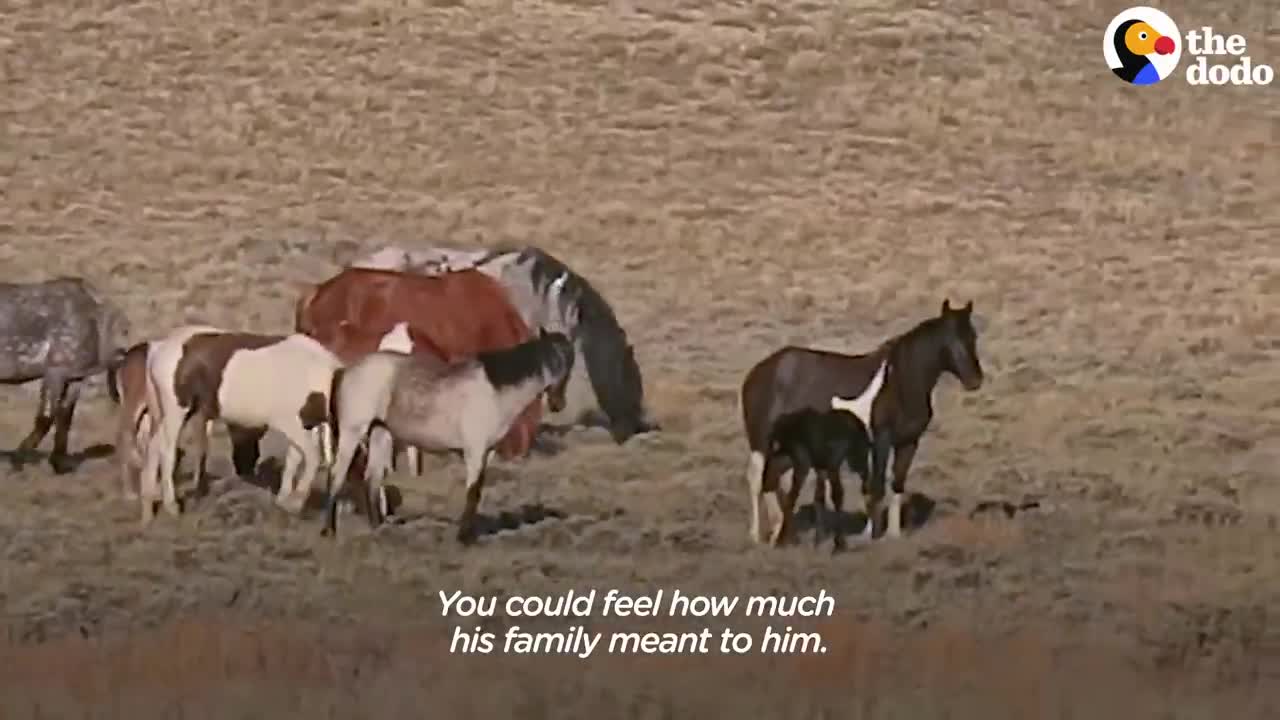 Woman Spends Over A Year Trying To Find Wild Horse And All Of His Mares And Babies | The Dodo