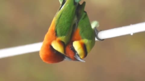 Parrot Bird