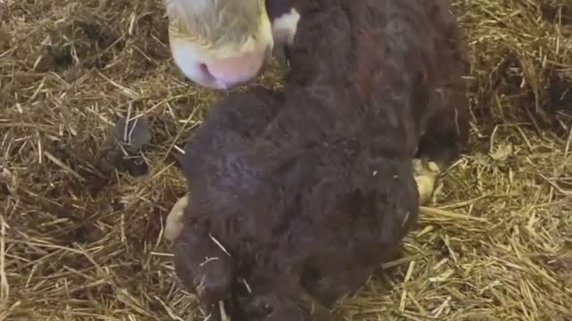 Baby's first steps.