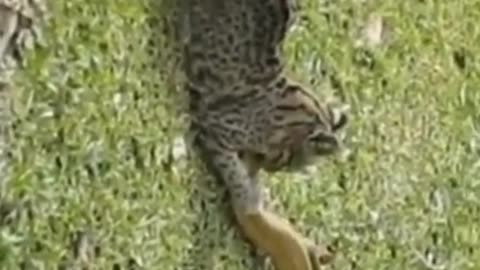 Animals planet