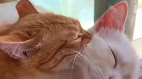 Beautiful cat 🐈 trending video