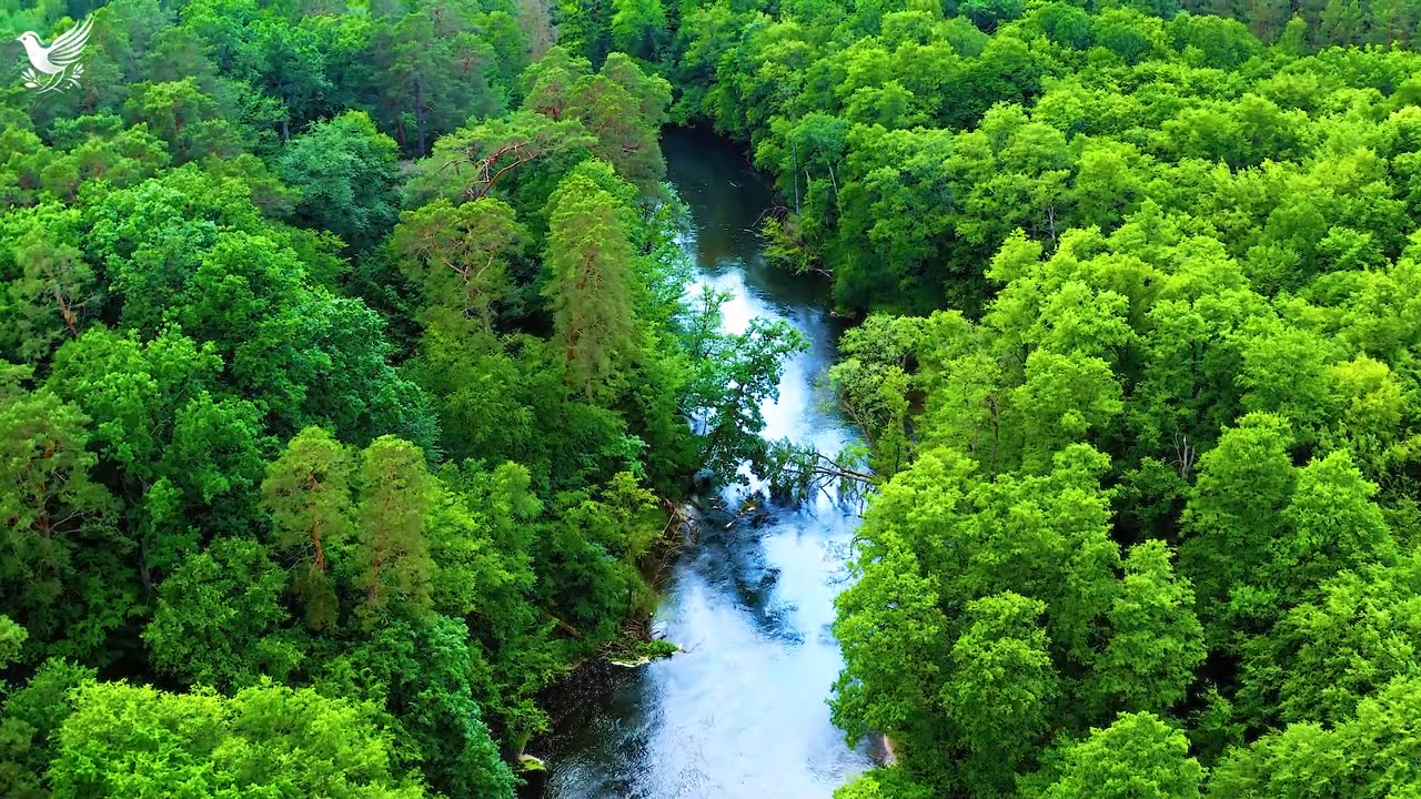 Music heals the heart and blood vessels🌿Soothing music restores the nervous system and relaxes #9
