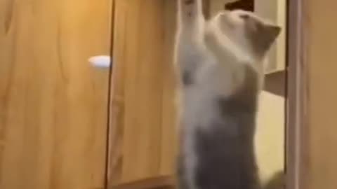 Giggle Time: Cats' Comedy Show!