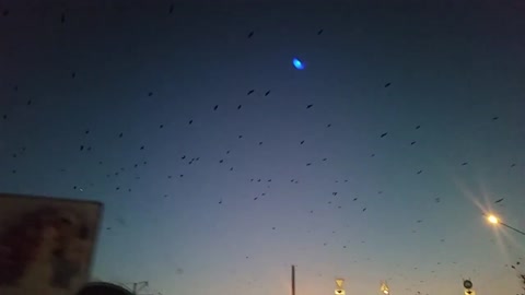 Beatiful night birds