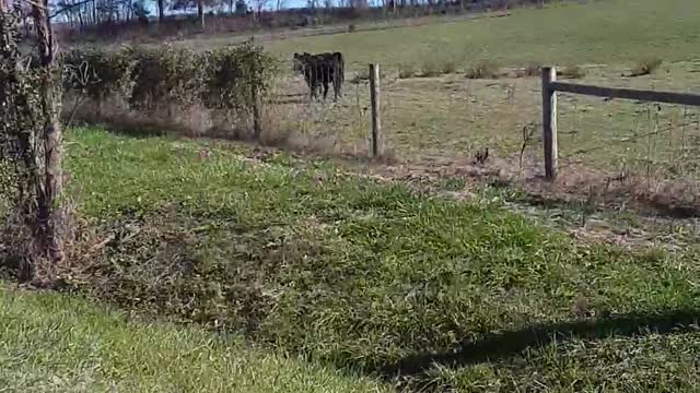 Cows