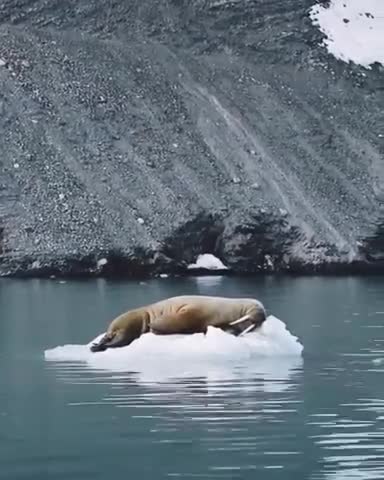 Lying down, resting, sunbathing