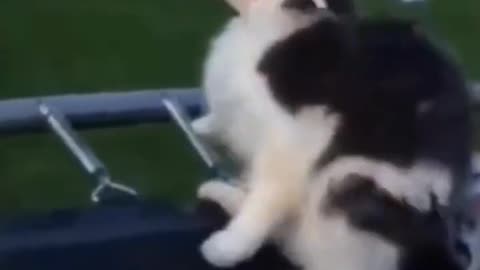 Funny Cats Compilation 😂#shorts #cat
