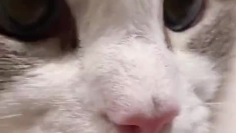 Co Cute Meow
