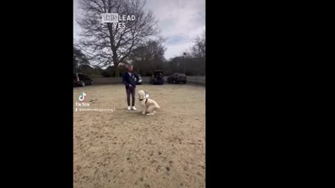 Adam Spivey - South End UK Dog Training - Attempting to Dig out of a Bribery Based Approach