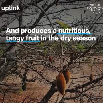 African fruit could be the next global superfood. It's known as the 'Tree of Life