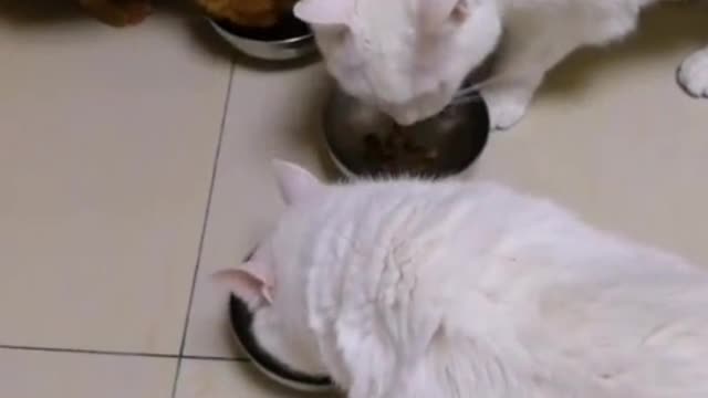 heads and faces with their front legsKittens often wipe their heads and faces with their front legs