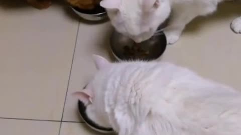 heads and faces with their front legsKittens often wipe their heads and faces with their front legs