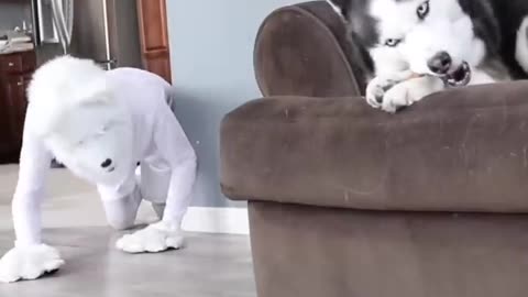Husky Pranked By Wolf Mask