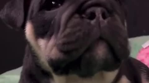 Amazing dogs 🐶 trending video