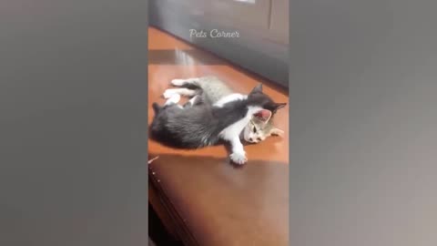 Funniest Animals#5