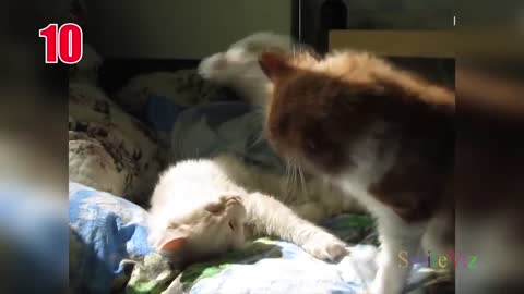 TOP 15 Best FUNNY CATS Compilation (CATS FAILS) 2022