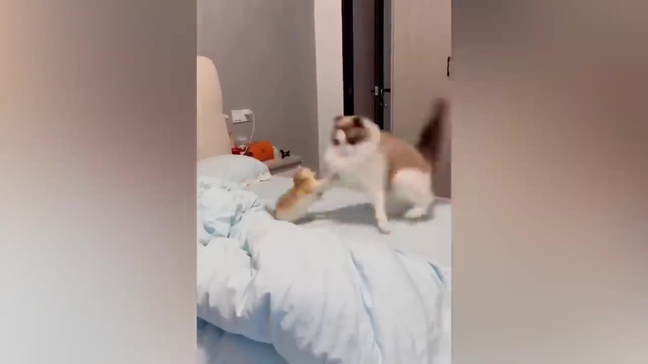 Best Funny Animal Videos Of The 2023 🤣 - Funniest Cats And Dogs Videos 😺😍
