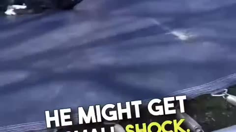 This dog is so funny . Dog video of the day 😍