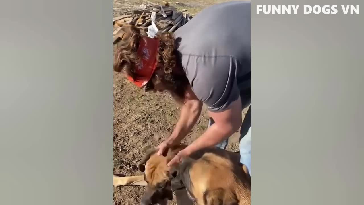 Try not to laugh: Animal edition - Cats and Dogs