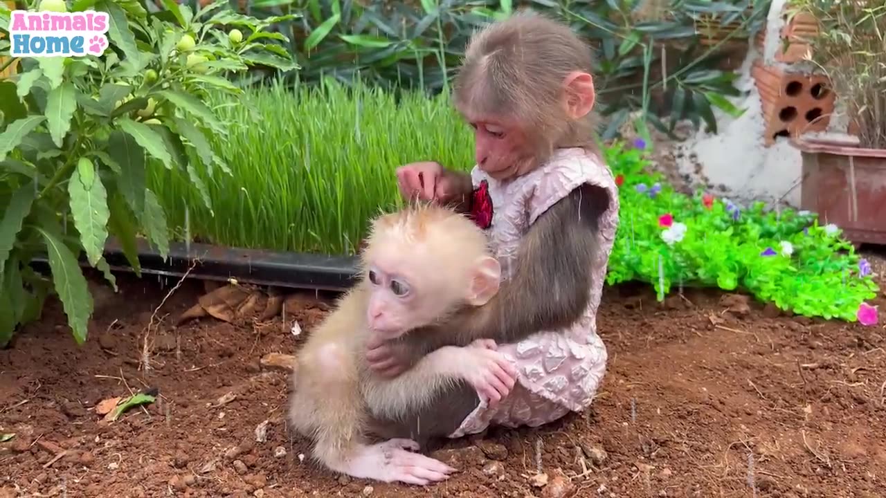 BiBi helps daddy take care of baby monkey OBi.◈👍