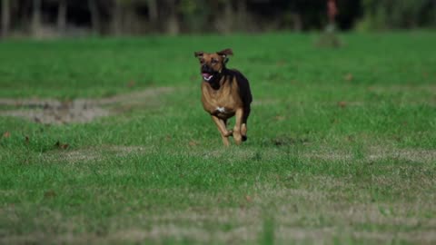 Funny Dog , viral dog , funny dog run , dog runnning