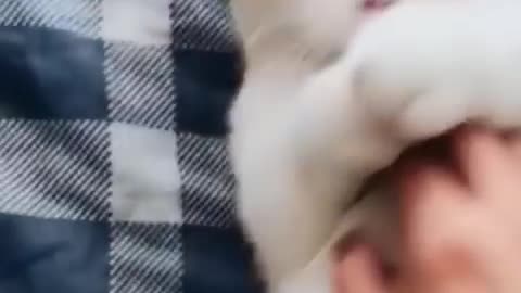 Funniest cats and dogs 🐕🐶