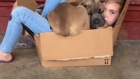 Dog and Girl Nap Together in Cardboard Box
