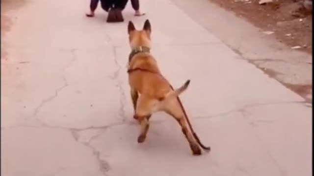 I am around the dog I am afraid that the dog think I am not smart enough
