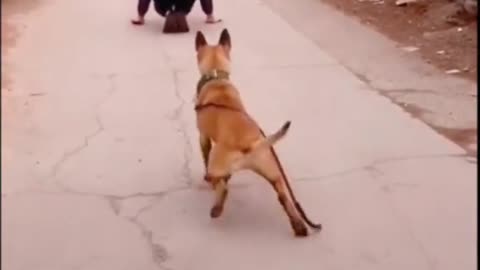 I am around the dog I am afraid that the dog think I am not smart enough