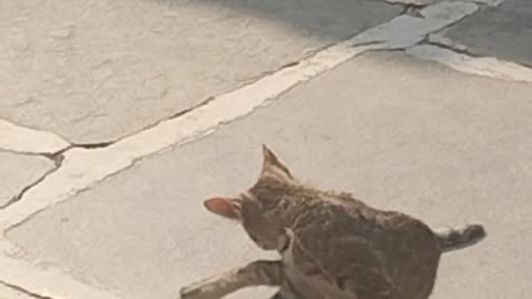Cat amazing jump 🥵