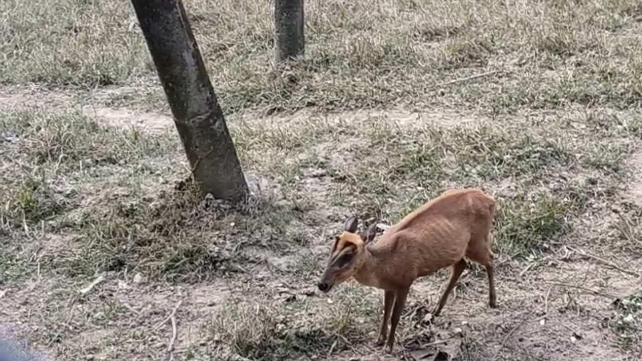 Lovely Dear with their Family in Zoo| Animals love | Zoo