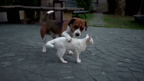 FUNNY DOGS AND CATS #dog #cats #funny #funnyanimals #funnydogs #funnycats