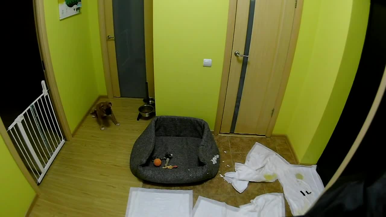 Documented footage of Boxer puppy left alone all day