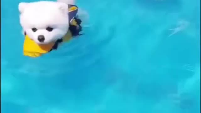 two puppy swimming in the swimming pool