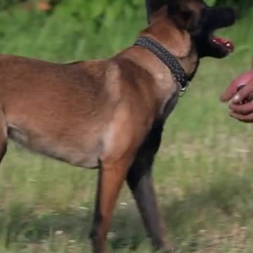 David Goggins Lesson in Mindset #shorts #davidgoggins #mindset #motivation