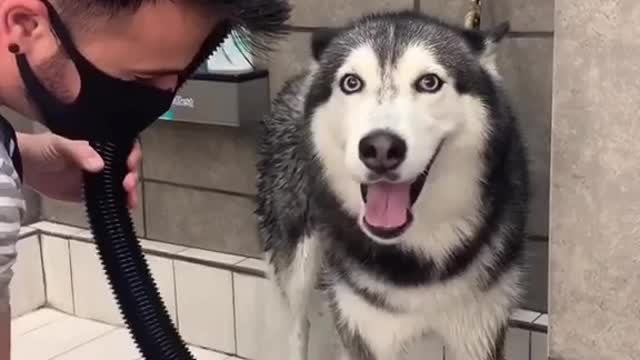 Meekathehusky is not patient for bath😅