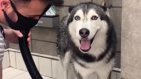 Meekathehusky is not patient for bath😅