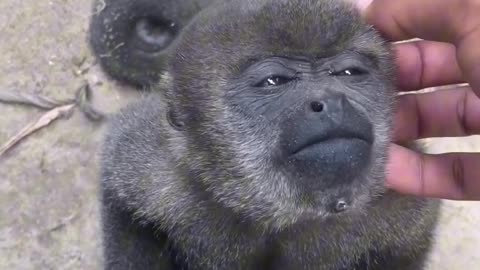 Black monkey