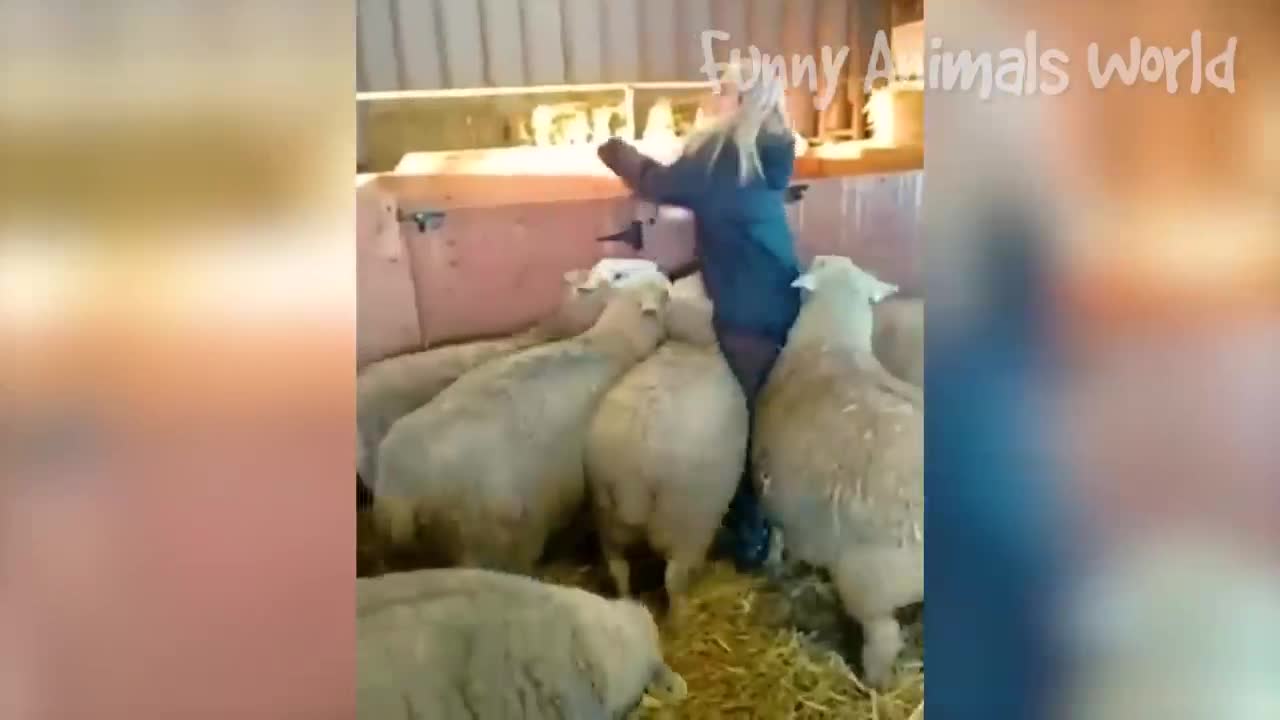Funny animals vids to start the new year
